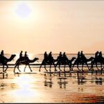 camel, camel on beach, sunrise, sunset