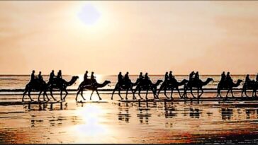 camel, camel on beach, sunrise, sunset