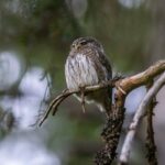 ullu, owl, owl-blogscart, ullu-blogscart, blogs, blogsc