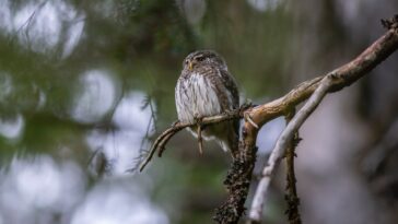 ullu, owl, owl-blogscart, ullu-blogscart, blogs, blogsc