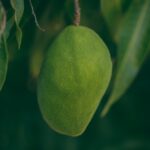 My Mangonificent moments, memories of mango, childhood story, mangonificent, blogscart-short-stories, blogscart-stories, mango memories