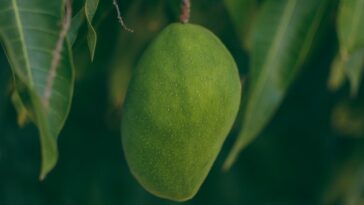 My Mangonificent moments, memories of mango, childhood story, mangonificent, blogscart-short-stories, blogscart-stories, mango memories